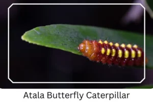 Atala Butterfly Caterpillar