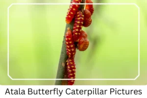 Atala Butterfly Caterpillar Pictures