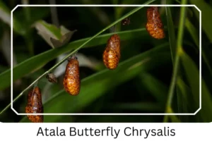 Atala Butterfly Chrysalis