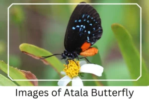 Images of Atala Butterfly