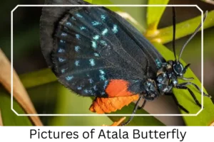 Pictures of Atala Butterfly