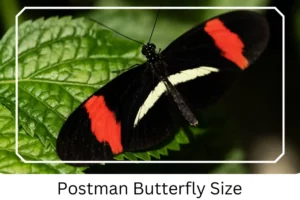 Postman Butterfly Size