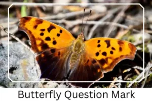 Butterfly Question Mark
