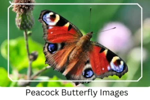 Peacock Butterfly Images