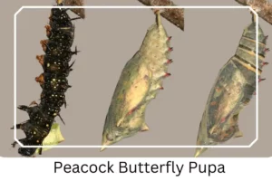 Peacock Butterfly Pupa