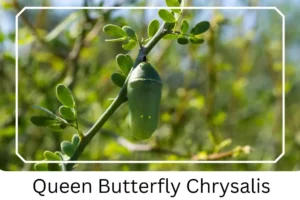 Queen Butterfly Chrysalis 