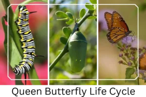 Queen Butterfly Life Cycle