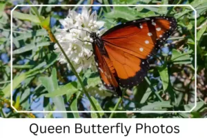 Queen Butterfly Photos
