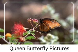 Queen Butterfly Pictures