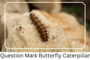 Question Mark Butterfly Caterpillar