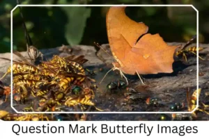 Question Mark Butterfly Images