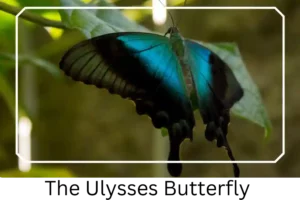 The Ulysses Butterfly