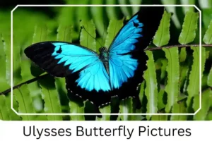 Ulysses Butterfly Pictures