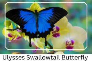 Ulysses Swallowtail Butterfly