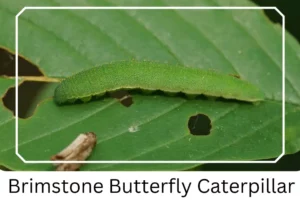 Brimstone Butterfly Caterpillar