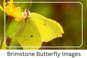 Brimstone Butterfly Images