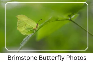 Brimstone Butterfly Photos