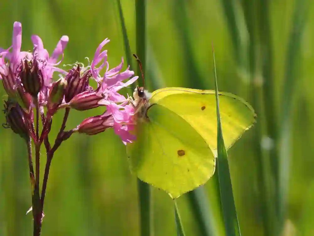 Brimstone Butterfly Pictures