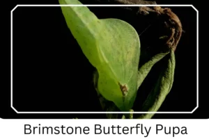 Brimstone Butterfly Pupa