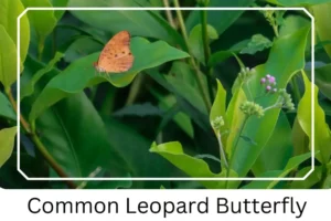 Common Leopard Butterfly 