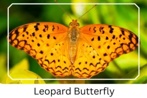 Leopard Butterfly