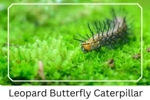 Leopard Butterfly Caterpillar