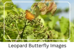 Leopard Butterfly Images 