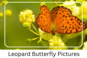 Leopard Butterfly Pictures