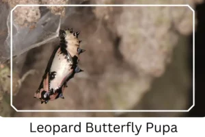 Leopard Butterfly Pupa