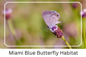 Miami Blue Butterfly Habitat