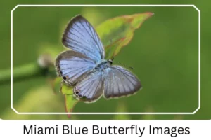 Miami Blue Butterfly Images