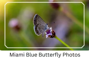 Miami Blue Butterfly Photos
