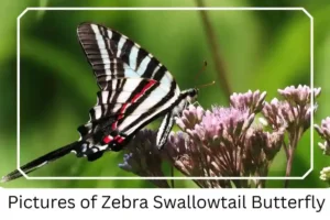 Pictures of Zebra Swallowtail Butterfly