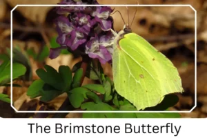 The Brimstone Butterfly
