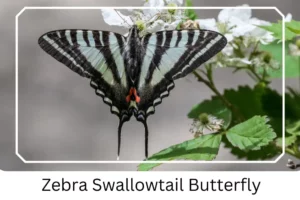 Zebra Swallowtail Butterfly 