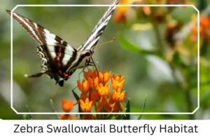 Zebra Swallowtail Butterfly Habitat 