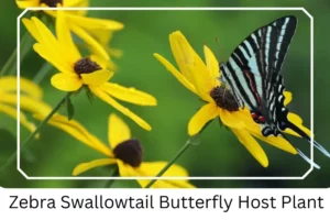 Zebra Swallowtail Butterfly Host Plant 