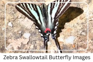 Zebra Swallowtail Butterfly Images 