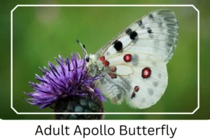 Adult Apollo Butterfly