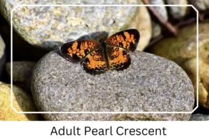 Adult Pearl Crescent