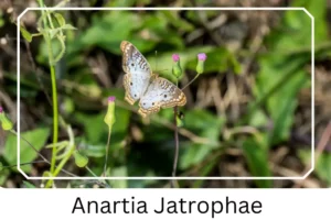 Anartia Jatrophae