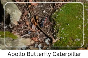 Apollo Butterfly Caterpillar