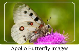 Apollo Butterfly Images