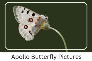 Apollo Butterfly Pictures