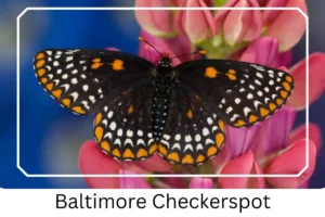 Baltimore Checkerspot