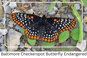 Baltimore Checkerspot Butterfly Endangered