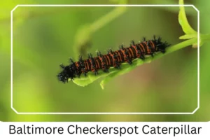 Baltimore Checkerspot Caterpillar