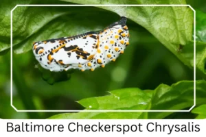 Baltimore Checkerspot Chrysalis