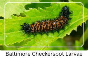 Baltimore Checkerspot Larvae