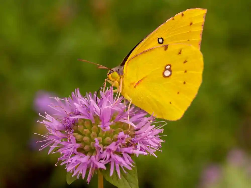 California Dogface Butterfly